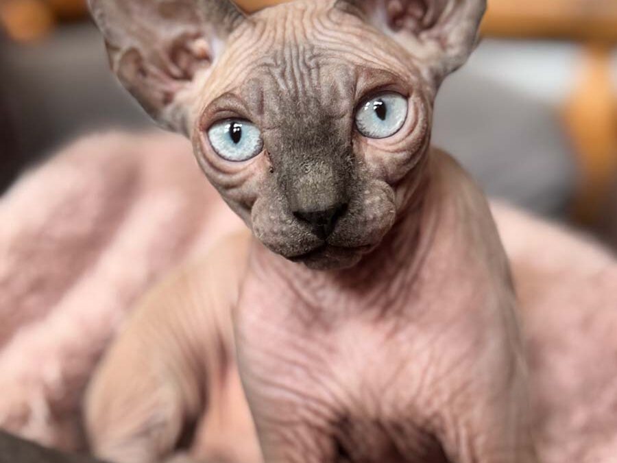 Chichi